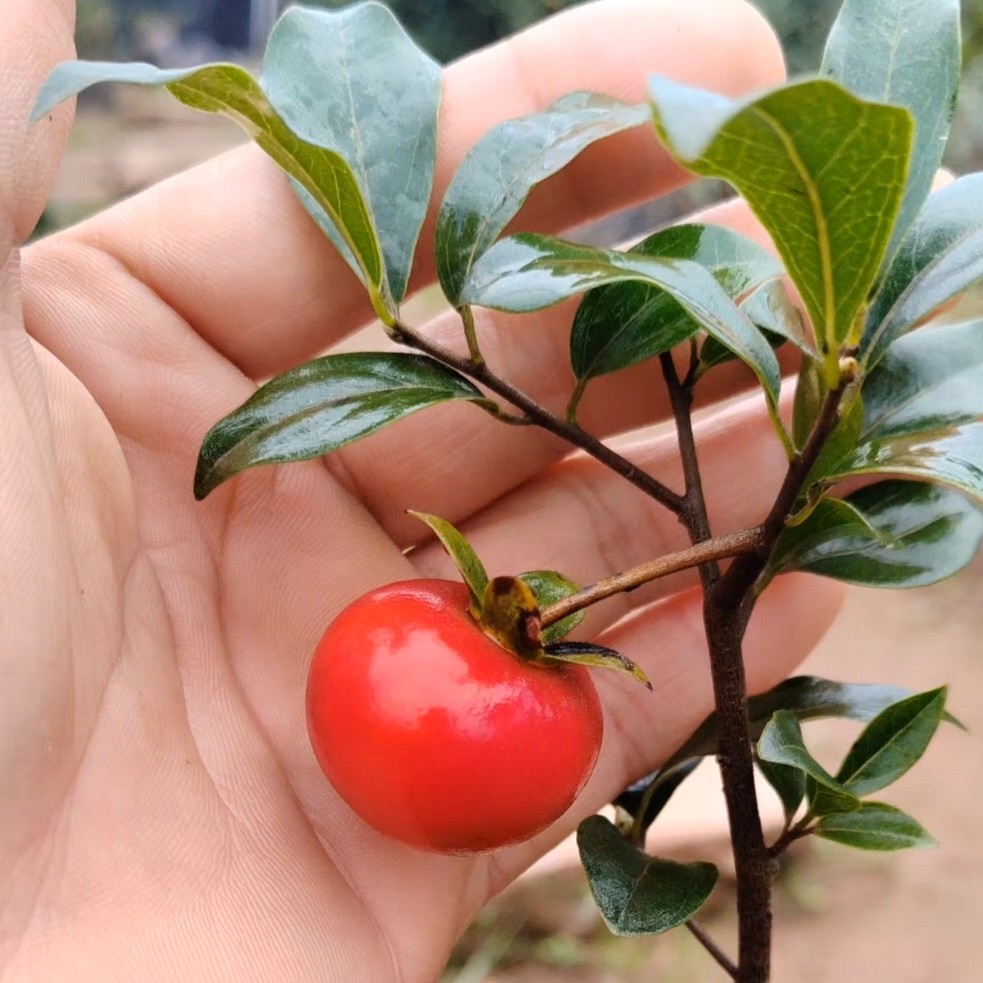 仅支持直播间拍品链接。（注明:私自下单统一发小苗和果子）