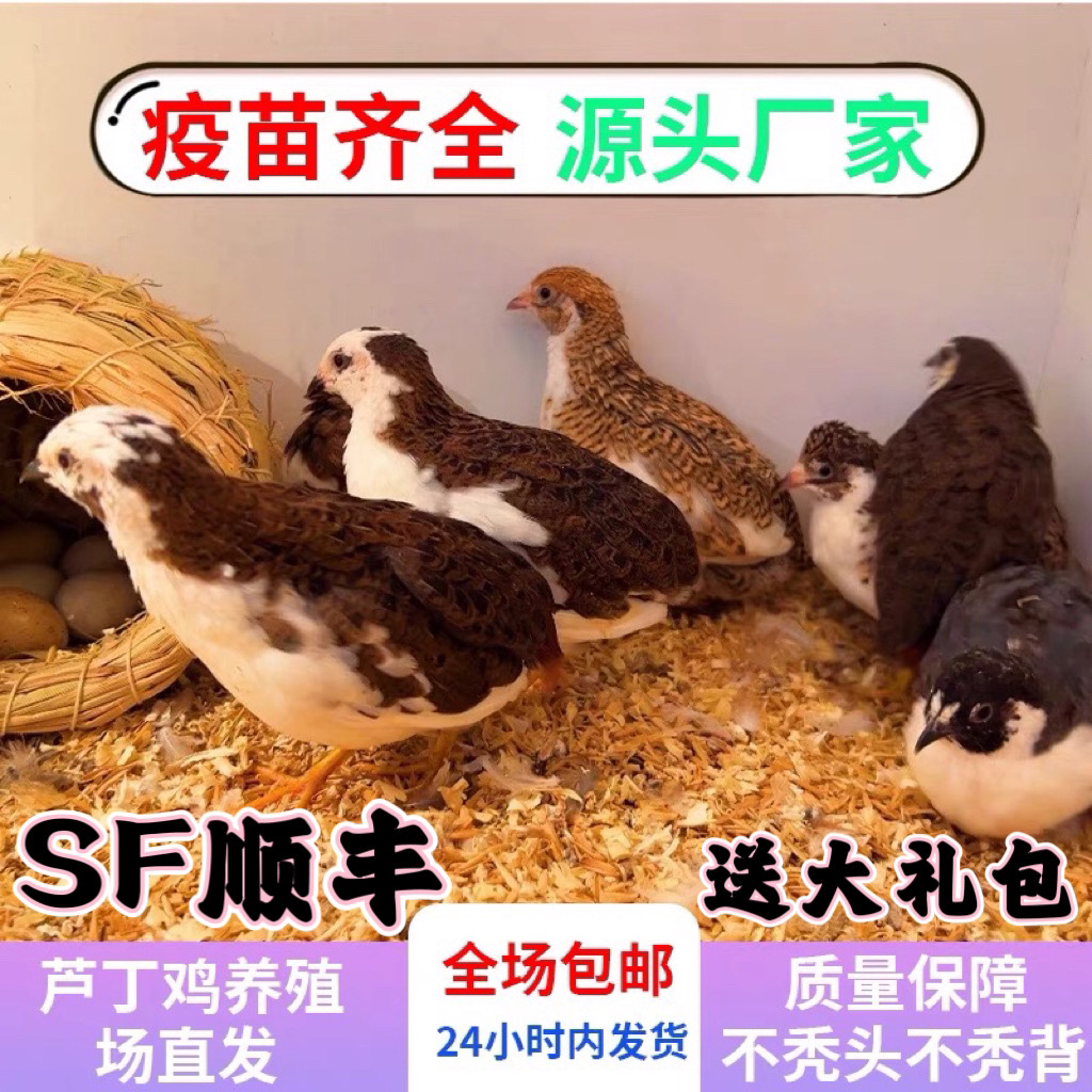 精品50—60天宠物芦丁鸡运输笼子 顺丰包邮 发货运输笼 送新手礼包