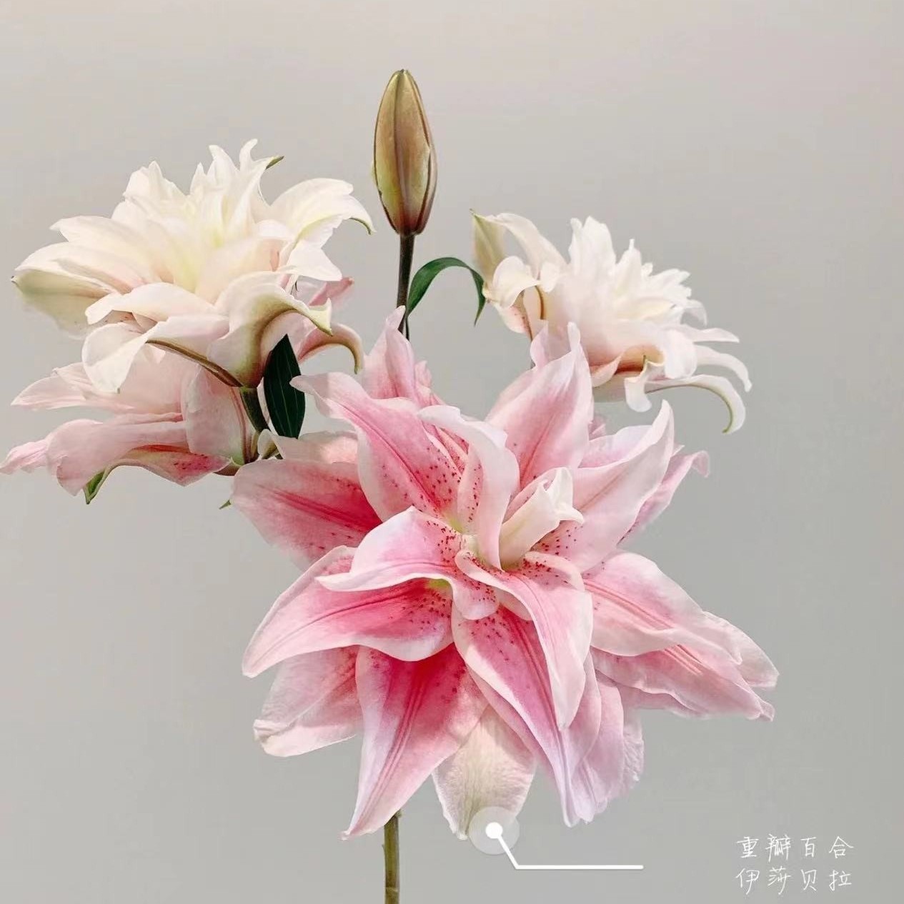 【优选】伊莎贝拉重瓣百合 现货包邮