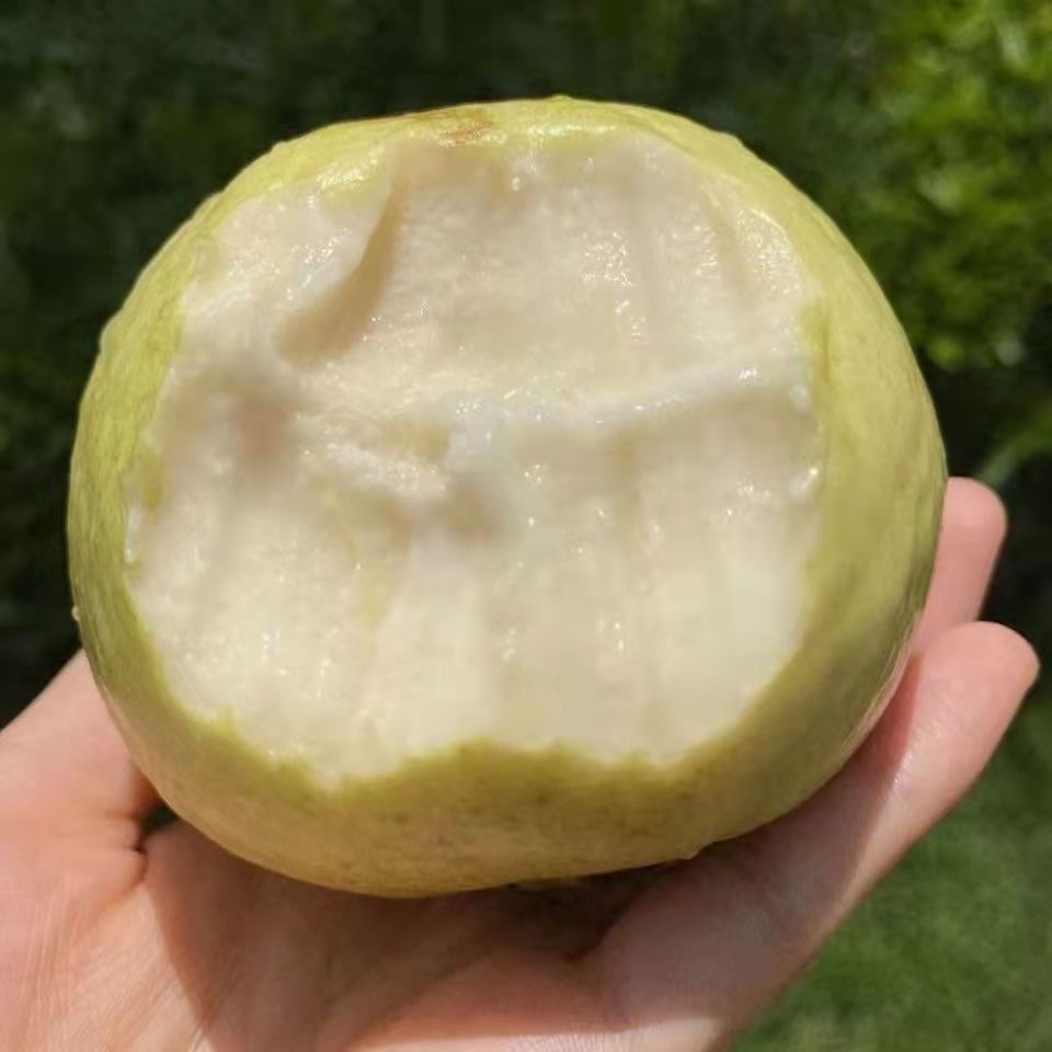 （小果）黄金奶油软糯芭乐胭脂红番石榴软心香甜白心正宗台湾水果