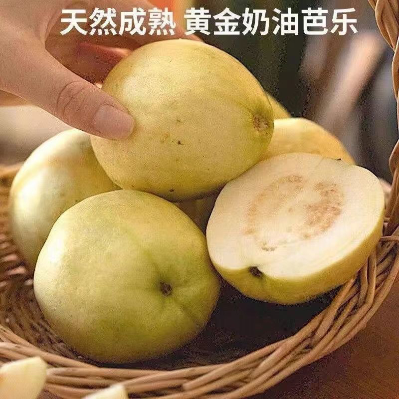 （小果）黄金奶油软糯芭乐胭脂红番石榴软心香甜白心正宗台湾水果