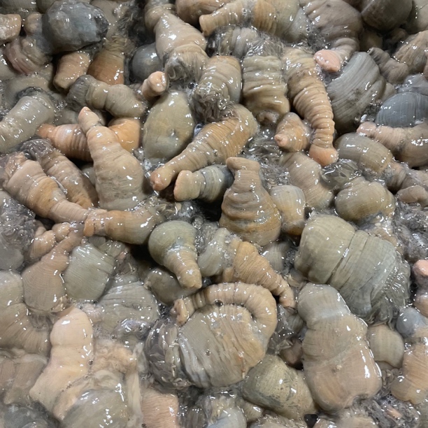 彬哥Bingo台州温岭海鲜沙蒜海葵1500g