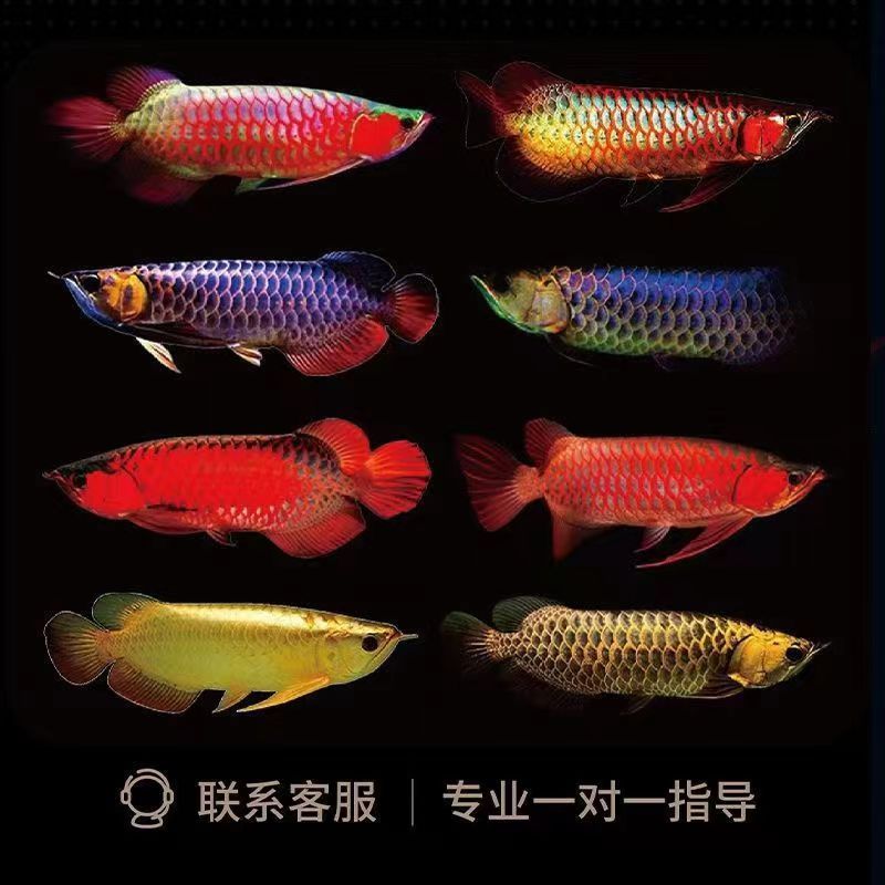 金龙鱼活鱼活体幼苗古典蓝底过背金龙鱼苗印尼红龙鱼龙鱼观赏鱼