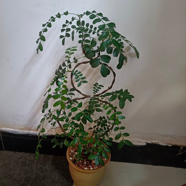 【看直播下单】造型盆景好养桌面办公卧室养护绿植