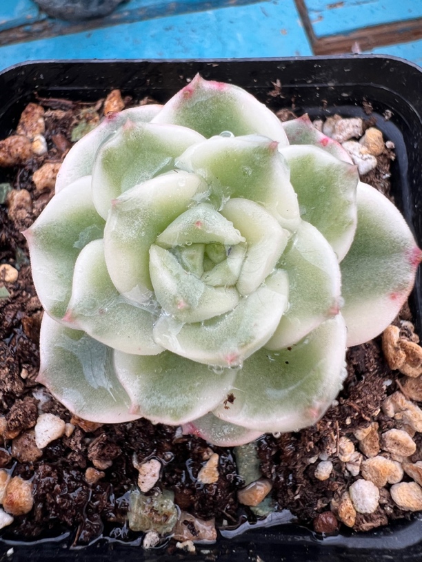 喵家精选量拍多肉锦