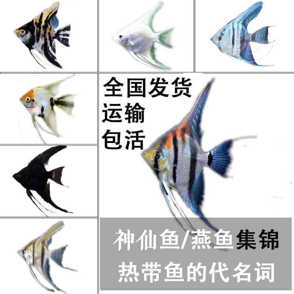 热带鱼神仙鱼燕鱼红头三色小型鱼墨燕观赏鱼秘鲁群游热带鱼活体鱼