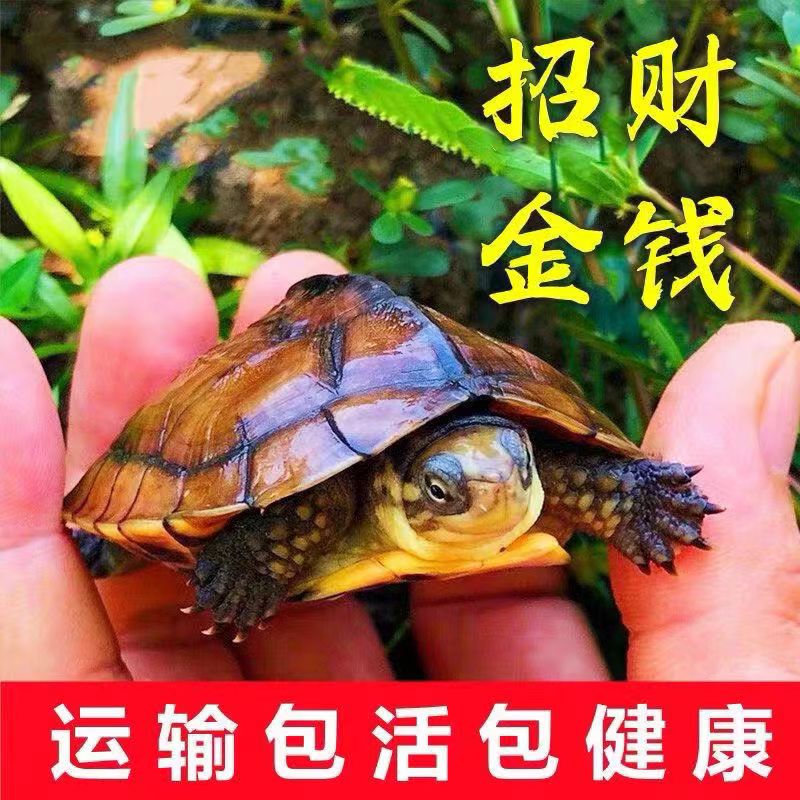 外池冷水龟南石金钱龟观赏龟宠物龟
