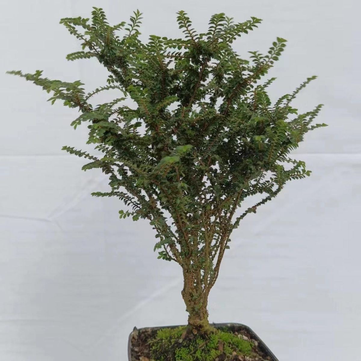 芝麻榆八房榆迷你小叶型榆树常绿喜水喜肥喜光