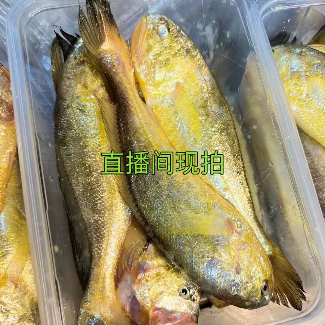 石浦象之鲜海鲜现称现拍改价链接不要随意下单