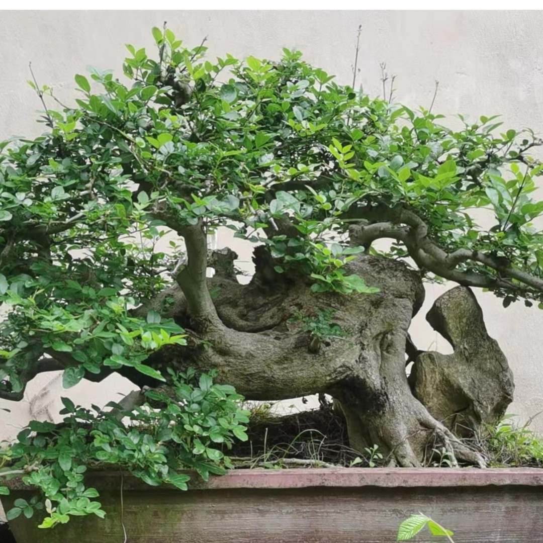 湖北京山对节白蜡原产地老桩盆景提根造型熟桩趣味绿植大中小型