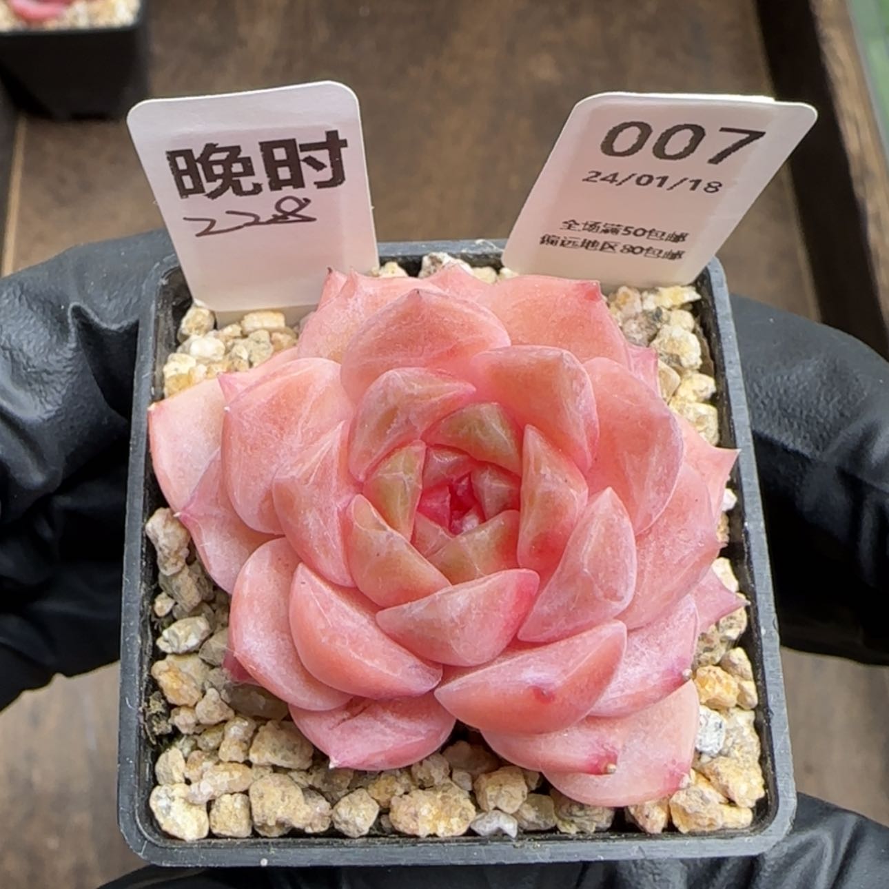【闪购商品】007晚时