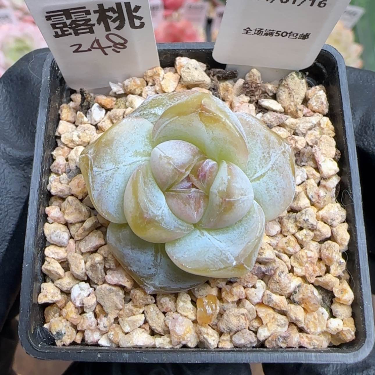 【闪购商品】048露桃
