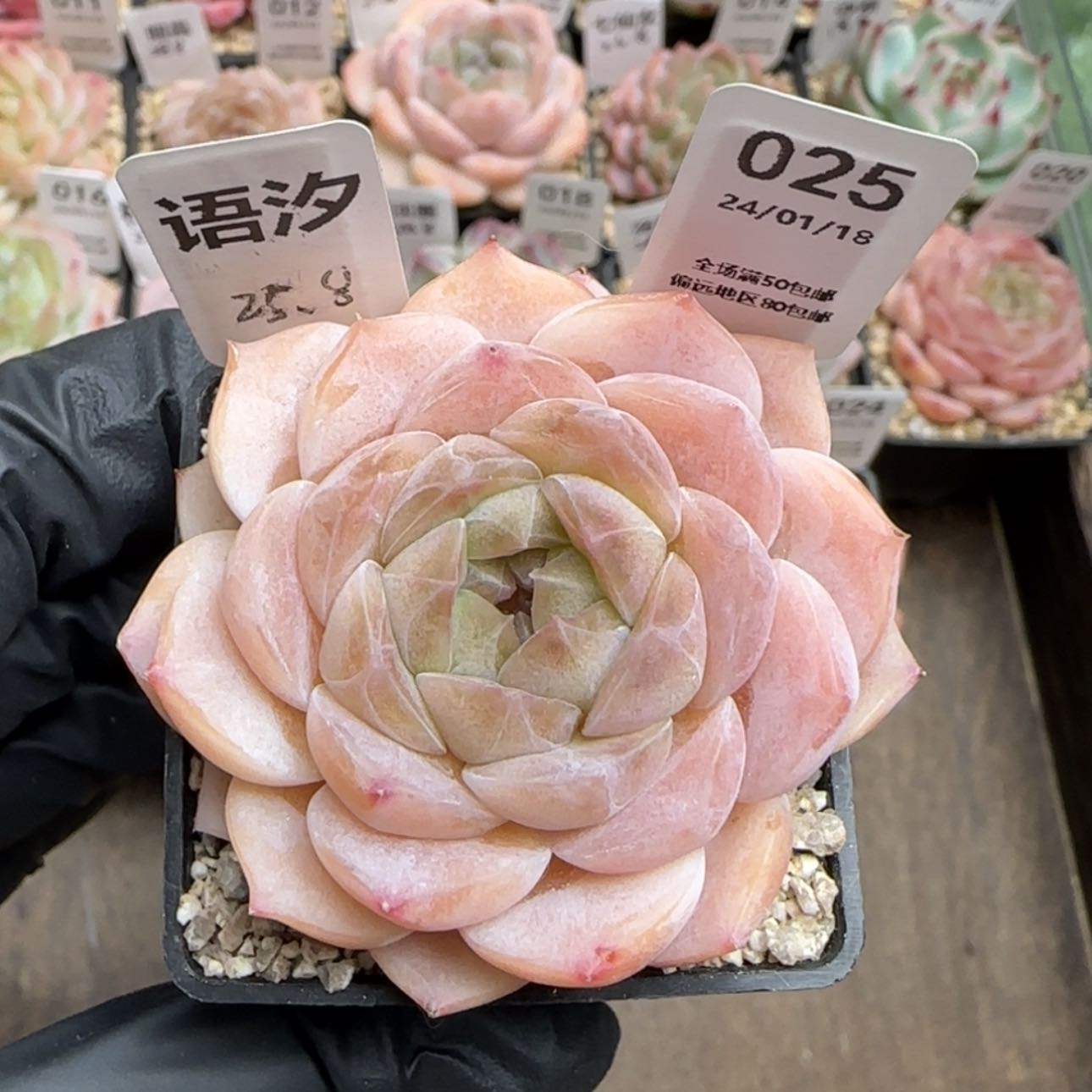 【闪购商品】025语汐