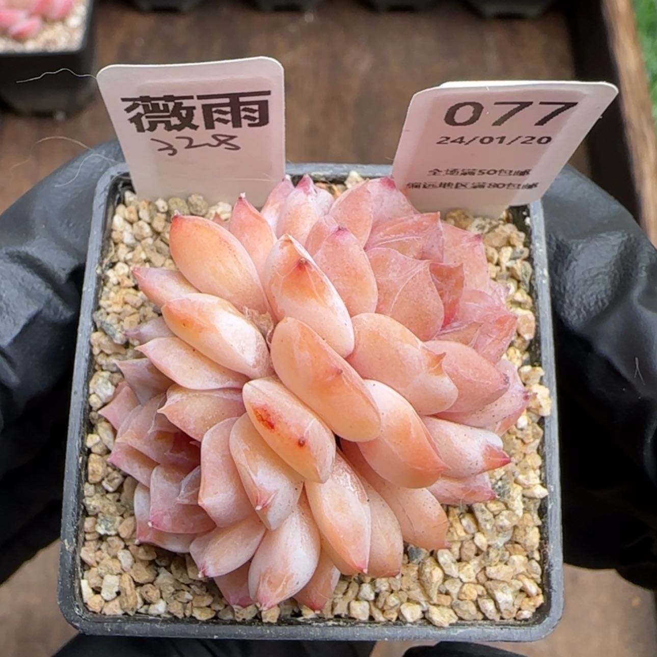【闪购商品】077薇雨