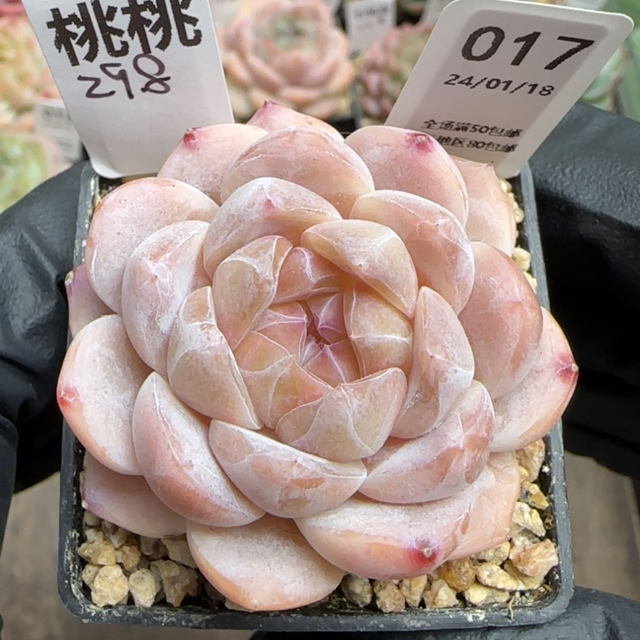 【闪购商品】017桃桃