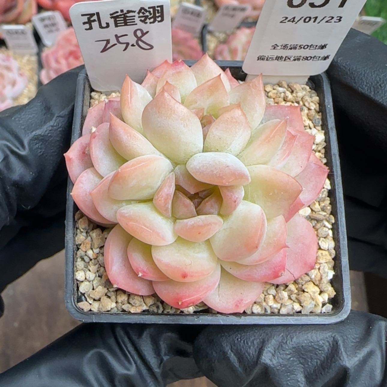 【闪购商品】051孔雀翎