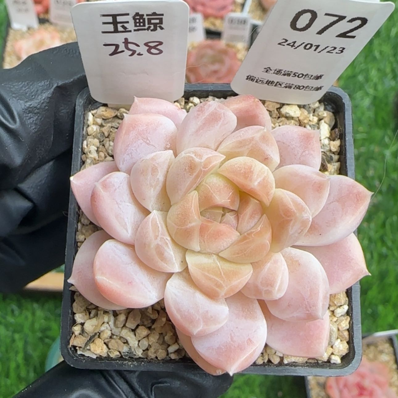 【闪购商品】072玉鲸