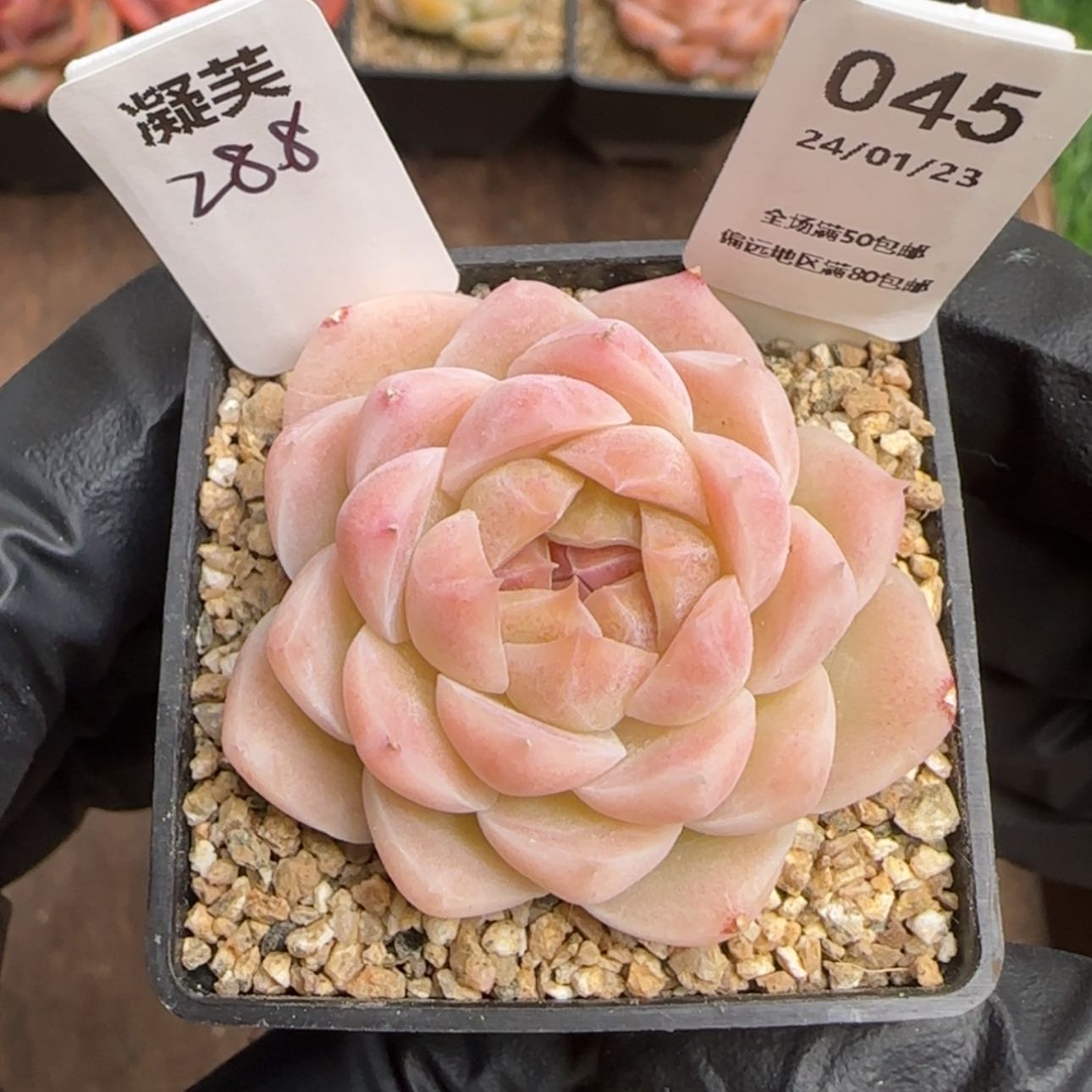 【闪购商品】045凝芙