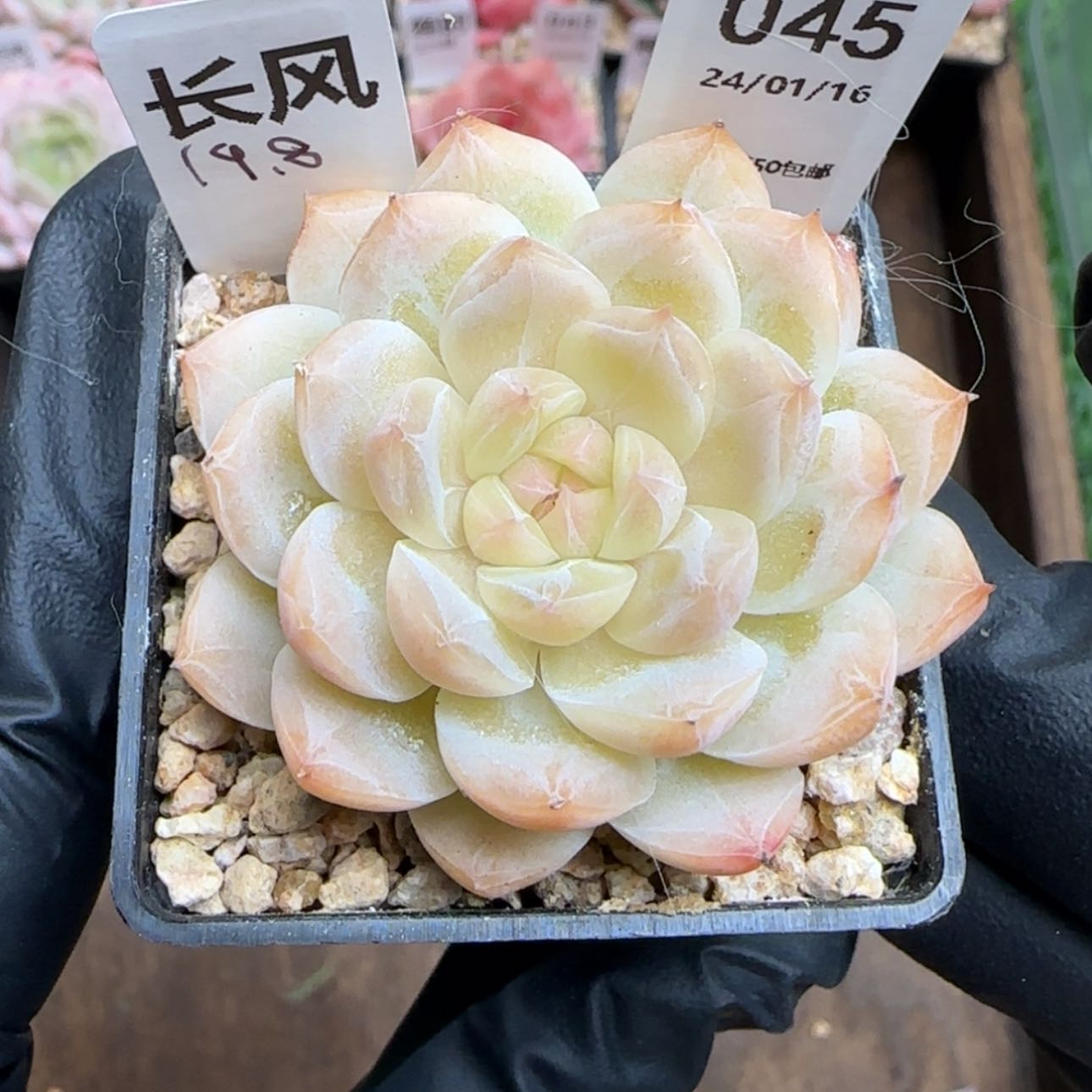 【闪购商品】045长风
