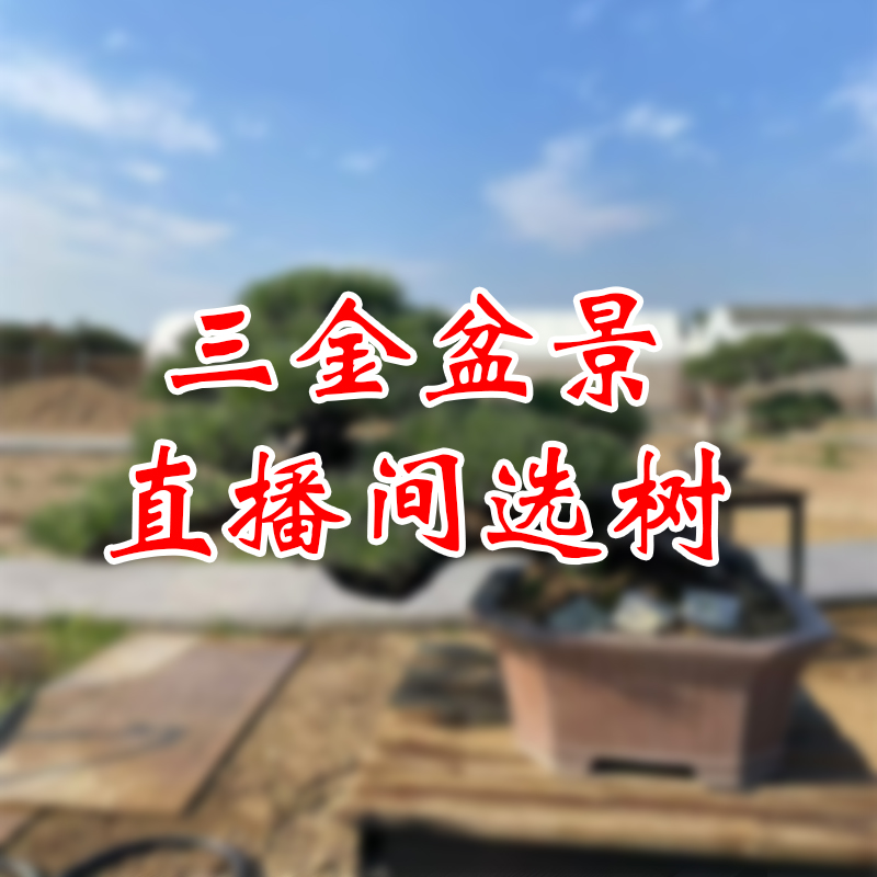 松柏造型盆景规格品种齐全造型美观一物一拍