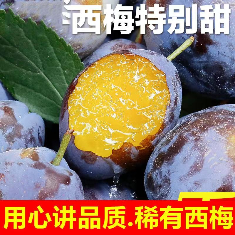 【贵族西梅】汉源产地发货新鲜采摘脆甜多汁当季鲜果老少孕妇皆以