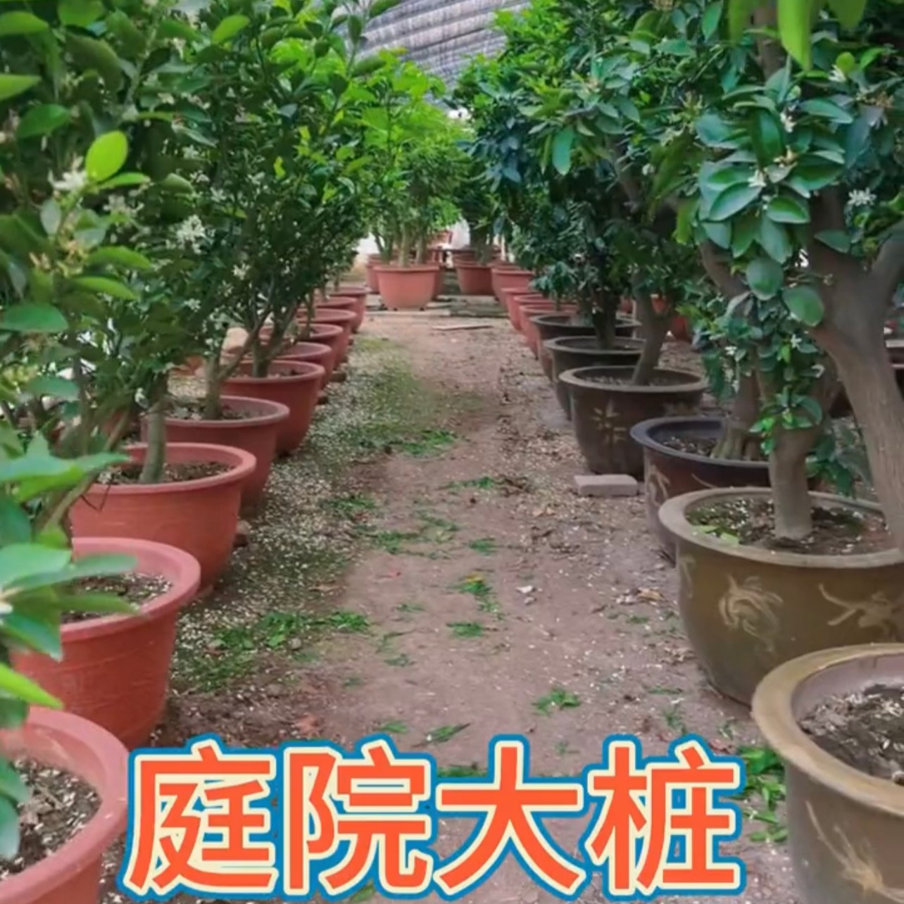庭院盆栽老桩精品果树盆栽柑橘造景原盆养护