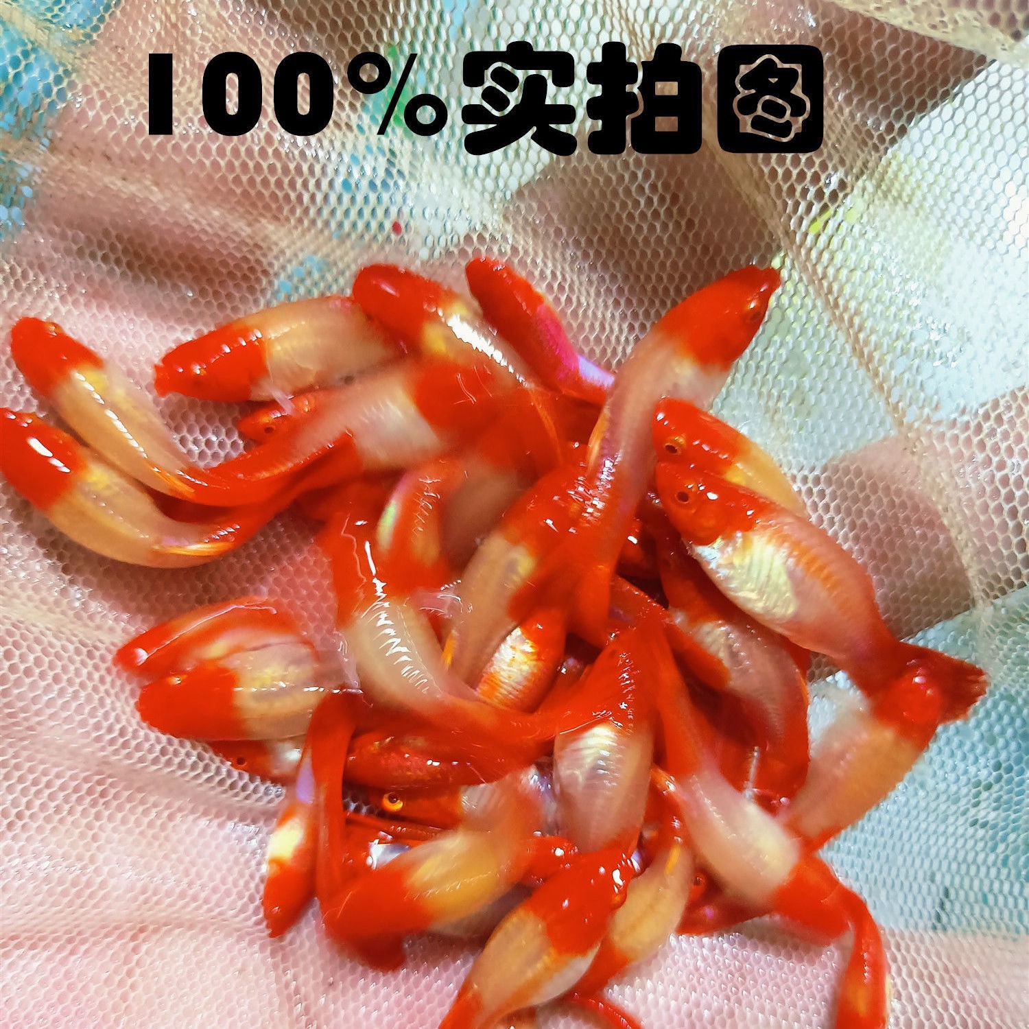 鸿运当头小种鱼成年体公母配对发货活体