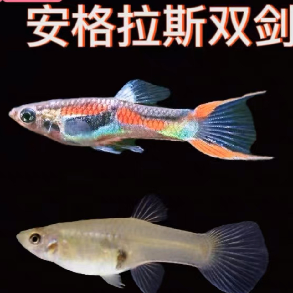 安格拉斯双剑孔雀鱼活体发货亚成小鱼观赏鱼热带鱼苗