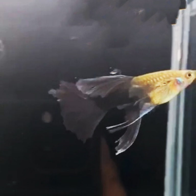 木炭黑大c孔雀鱼鱼鲜活小鱼活鱼凤尾鱼观赏鱼带孕带胎发货