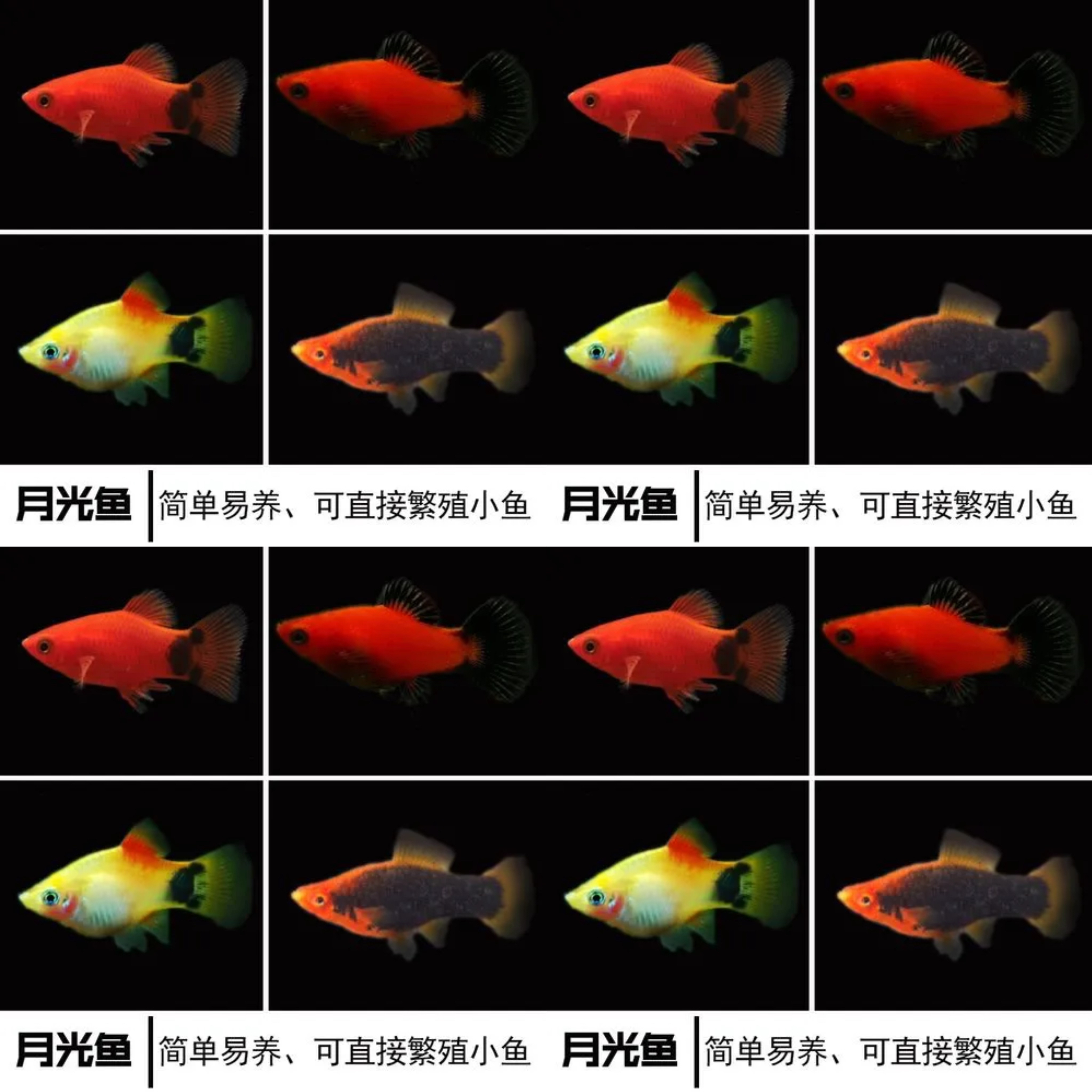 黄米奇新手快乐鱼皮实耐活新手养鱼好养活的鱼观赏鱼