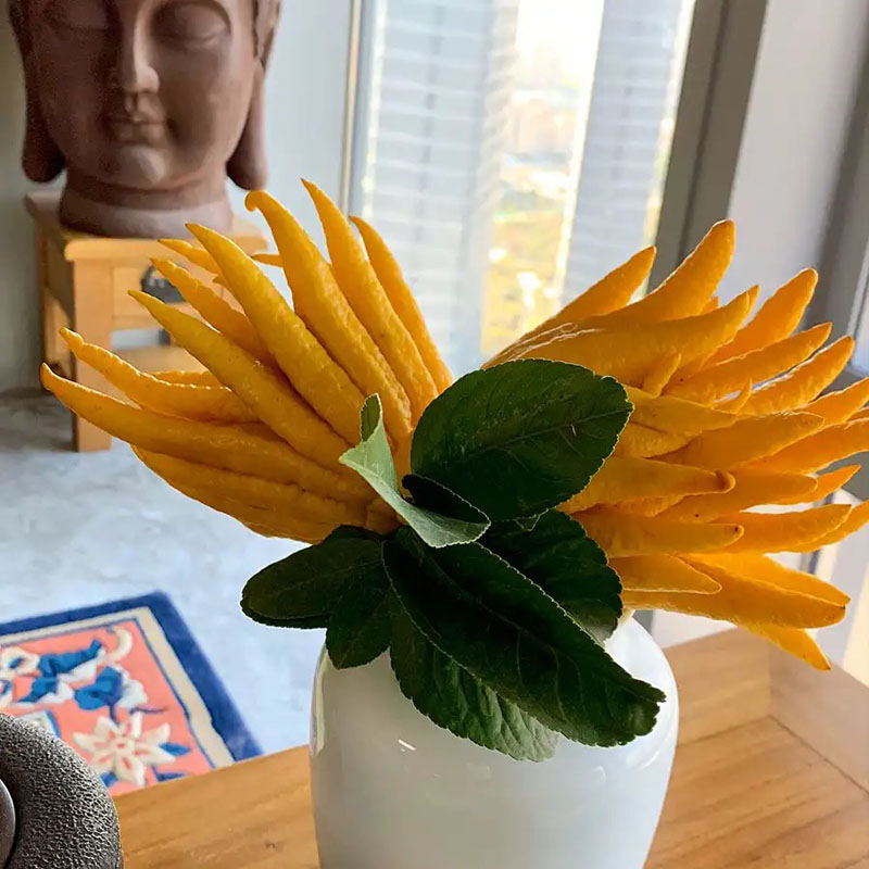 金华佛手果带枝水培植物金佛手清供礼佛手柑室内观赏闻香摆件插花