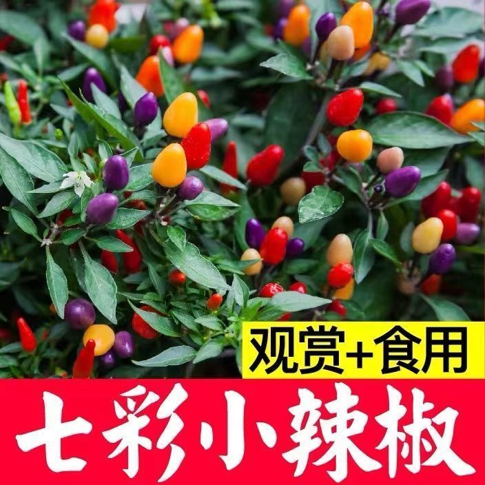 七彩辣椒种子四季播五彩椒朝天椒种子籽阳台盆栽高产辣椒蔬菜种子