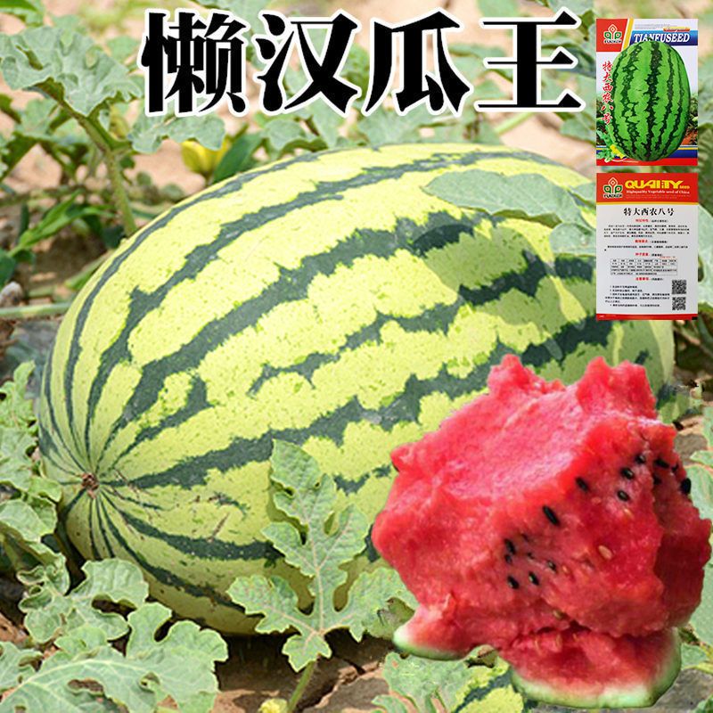 巨型西瓜种子高产超甜早熟西瓜种子四季播种特大无籽水果西瓜籽