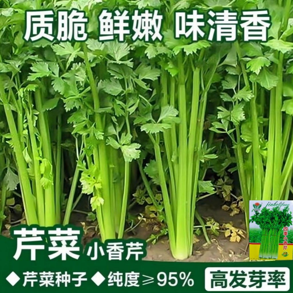 四季小香芹种子小芹菜种子四季易播种实心小香芹种子蔬菜种子大全