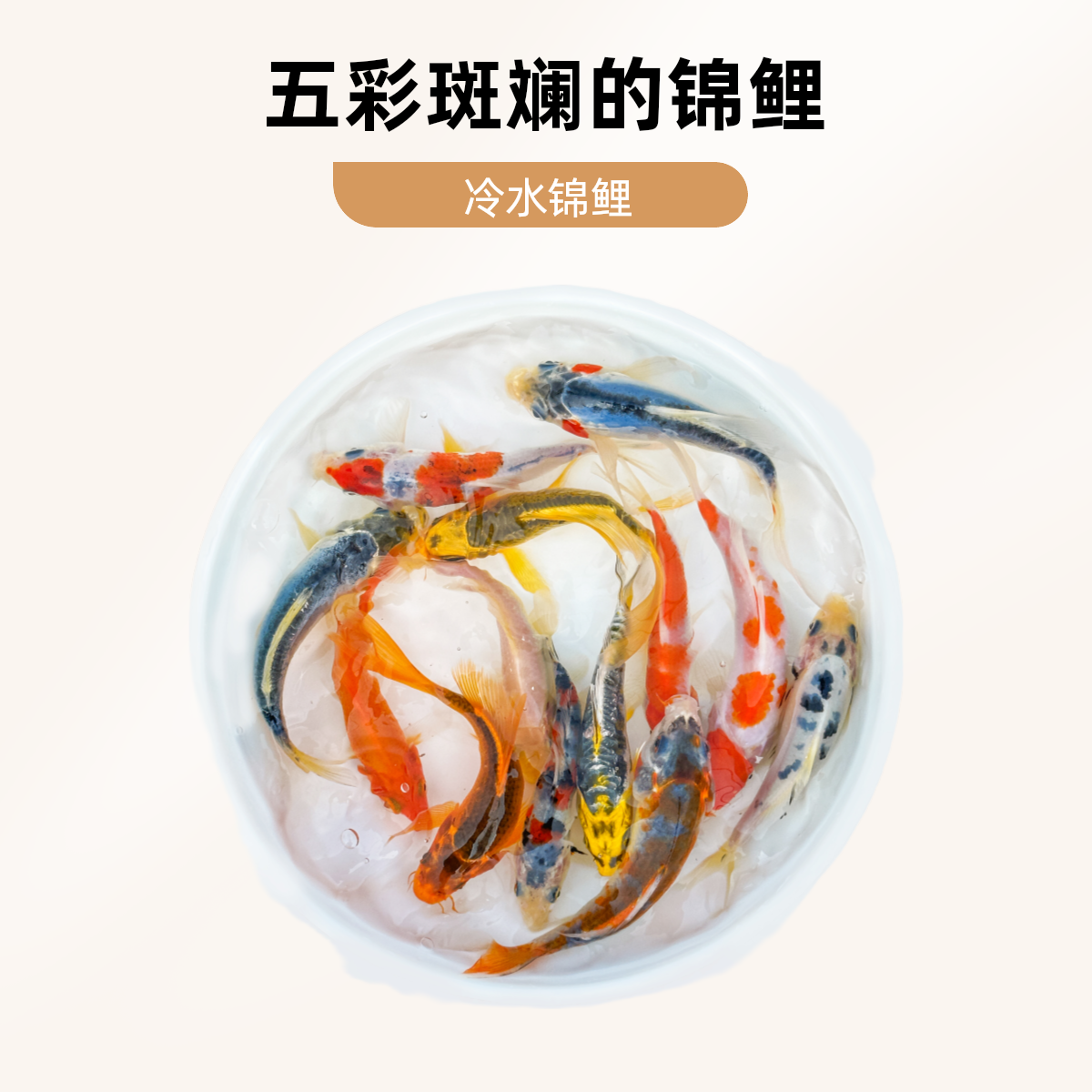 【锦鲤鱼冷水淡水网红小鱼锦鲤批发】