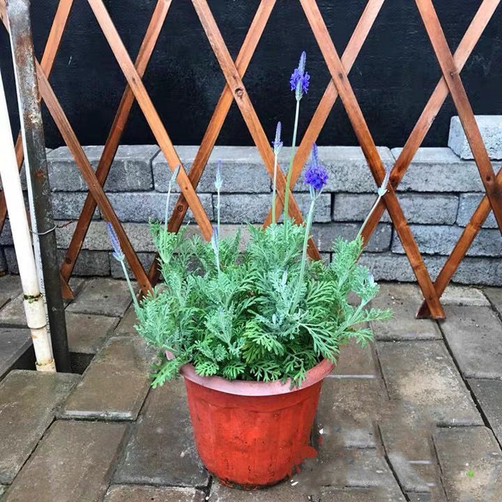 羽叶薰衣草 普罗旺斯薰衣草 阳台耐寒花卉花期长有香味多年生好养