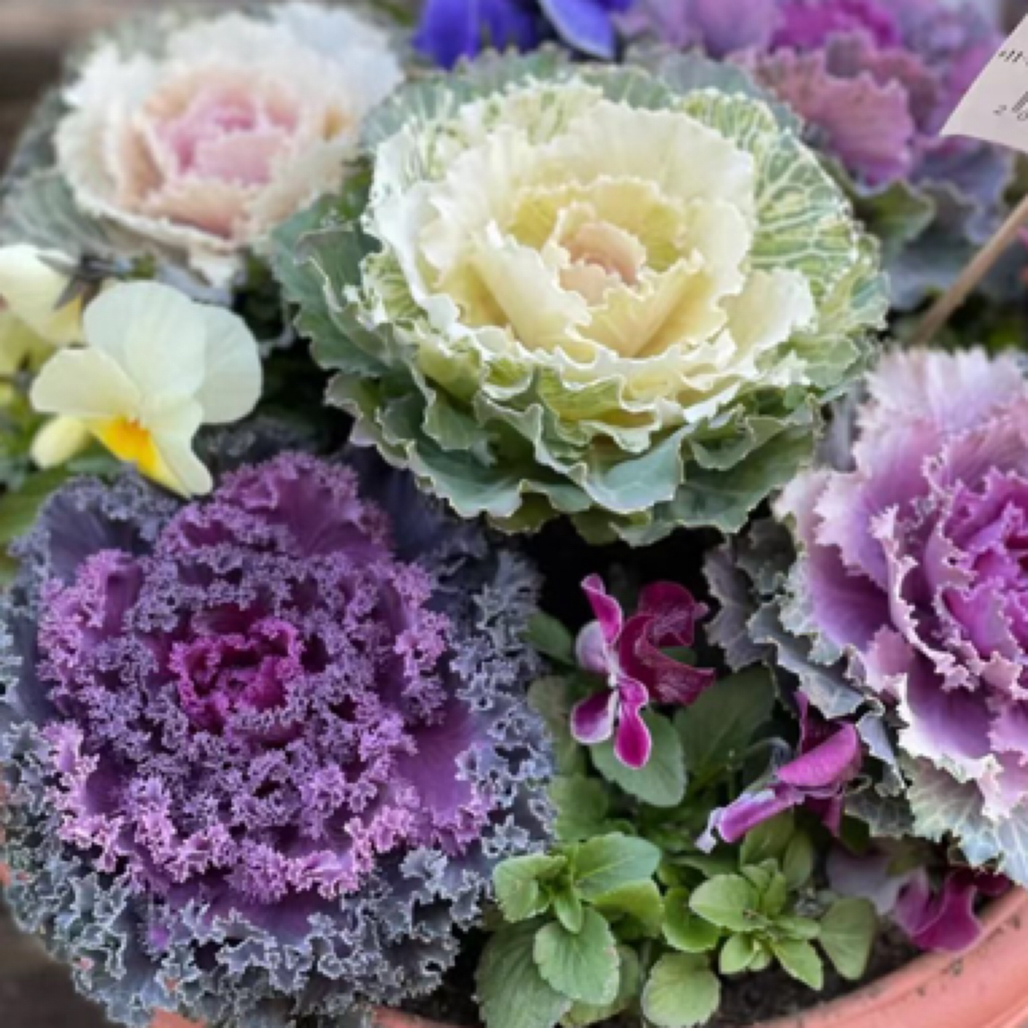 羽衣甘蓝盆栽耐寒庭院阳台观叶植物冬日玫瑰花境花坛室内室外花苗