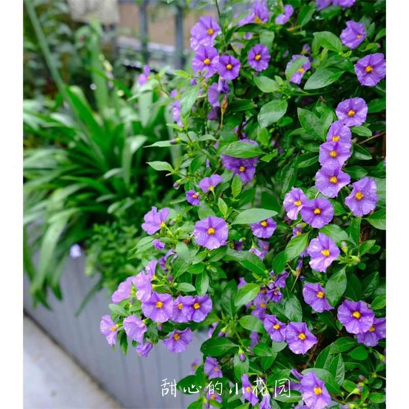 蓝茄花盆栽 白茄花 多年生庭院阳台耐热耐寒花卉花期长皮实好养活