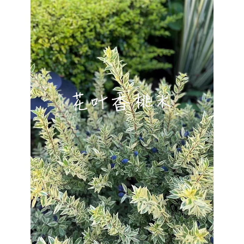 花叶香桃木盆栽 金姬小蜡 多年生耐寒耐热灌木花卉四季常绿绿植