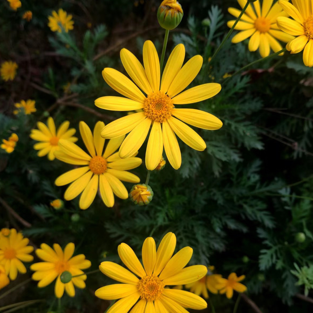 黄金菊盆栽 花境植物 多年生耐热耐寒菊科花卉花期长低维护皮实