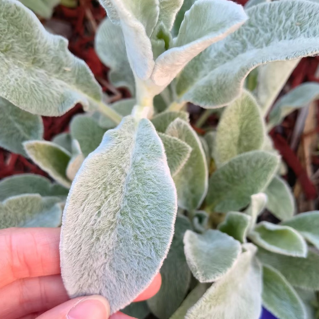 羊耳朵绵毛水苏盆栽进口银色多年生观叶草本植物花镜阳台庭院花卉