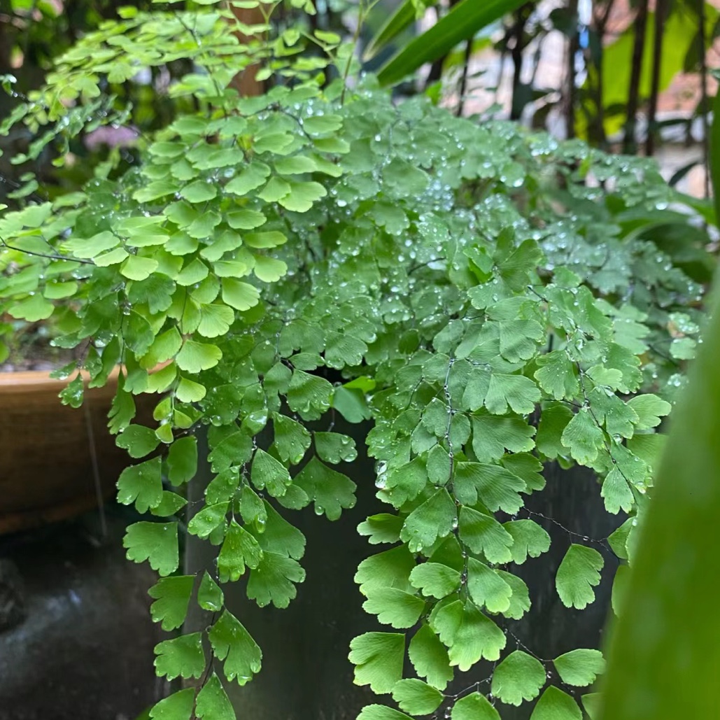 绿植花卉耐阴水培 铁线蕨盆栽铁丝草多年生常绿草本观叶绿植带土