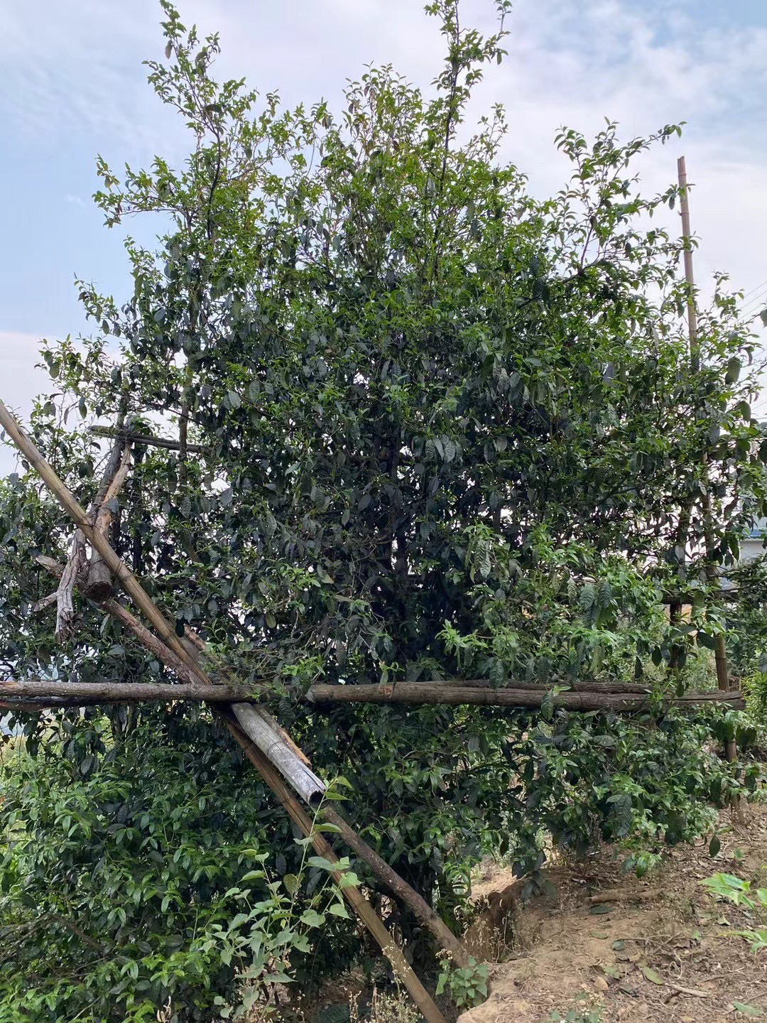 2024年大忠山贰号叁号古树单珠（明前头春）8克到1公斤（称重销售）