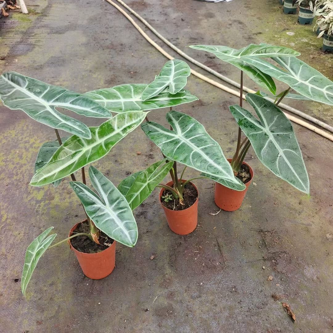 银脉箭叶海芋ins风网红进口绿植盆栽室内阳台观叶夏季窗台