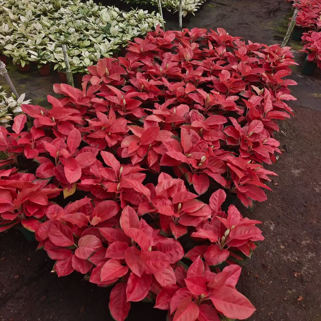 中国红盆栽室内耐阴红色植物北欧情绪解压好养办公室绿植