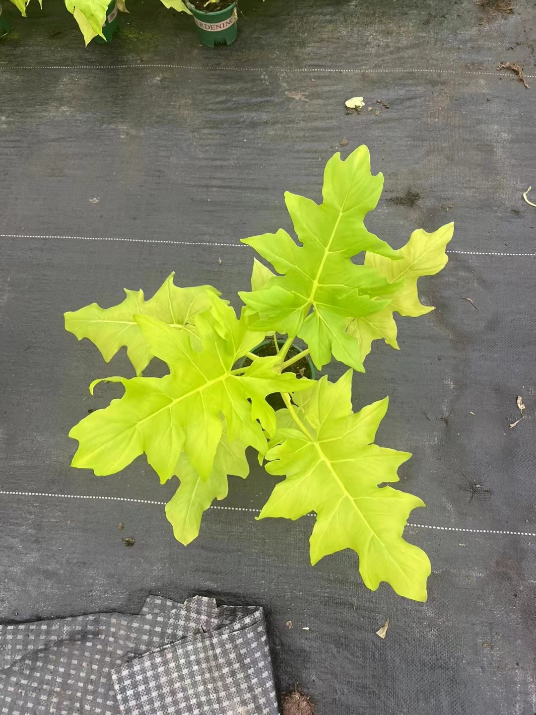 黄金春羽蔓绿绒北欧风盆栽圆叶竹芋绿植室内花卉办公室观叶植物