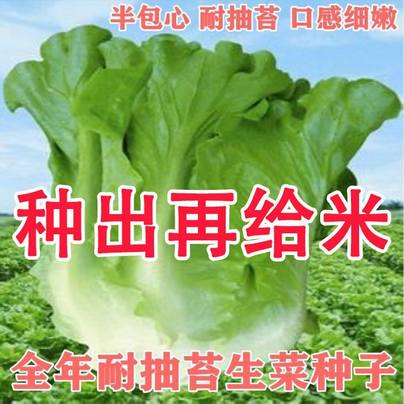 生菜种子 意大利生菜 半结球耐抽苔耐热耐寒夏秋四季盆栽蔬菜种籽