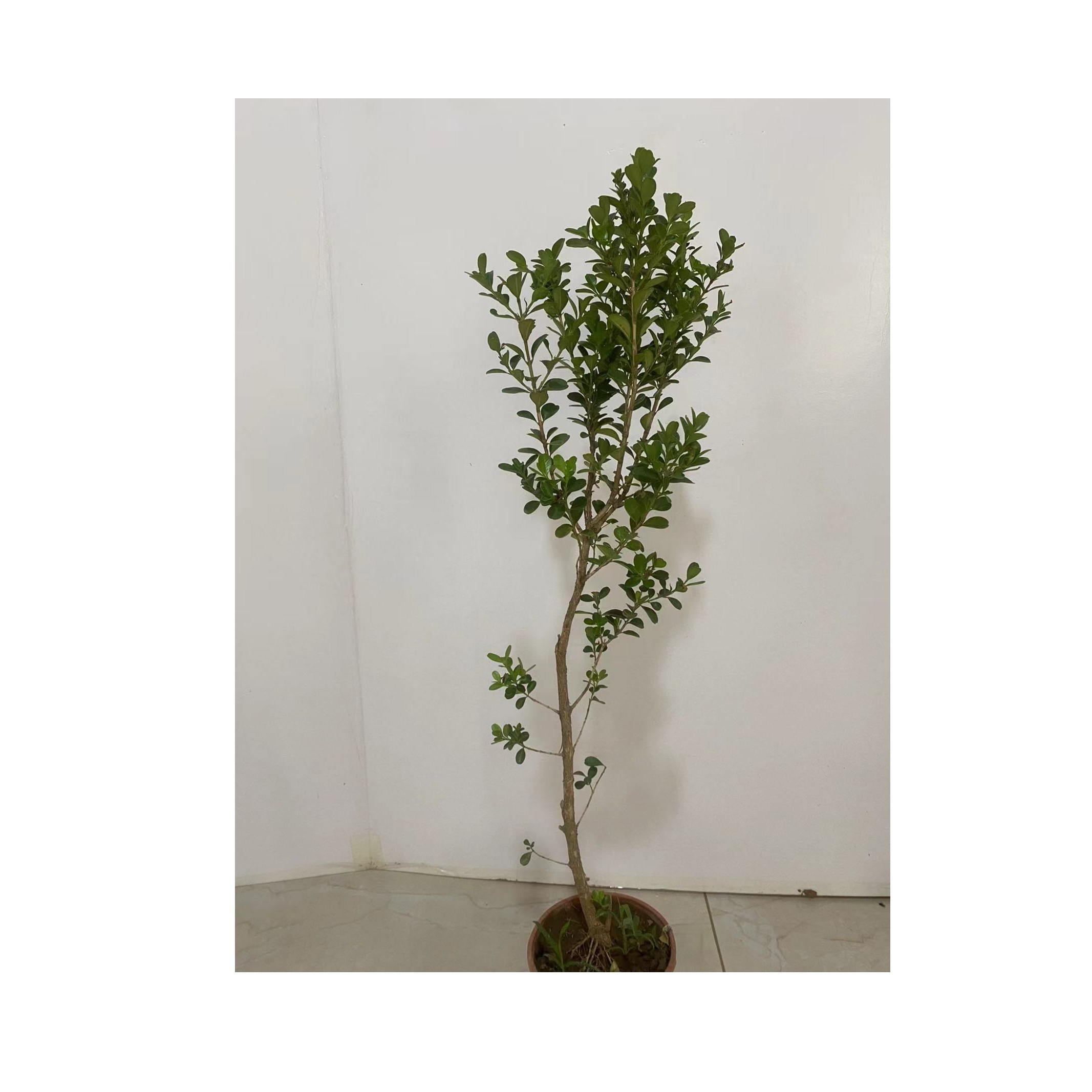 小叶瓜子黄杨造型树苗别墅庭院景观绿化老桩盆景一物一拍请勿私拍