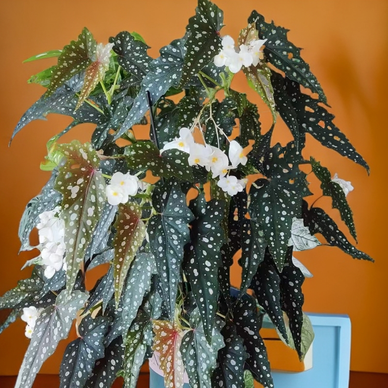 沙丁鱼，河豚鱼秋海棠室内桌面高档盆栽ins风