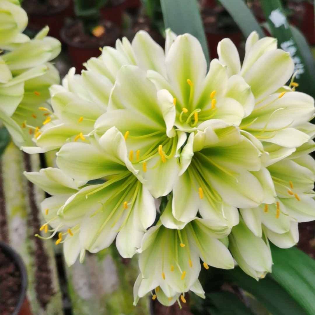 花艺君子兰直播链接